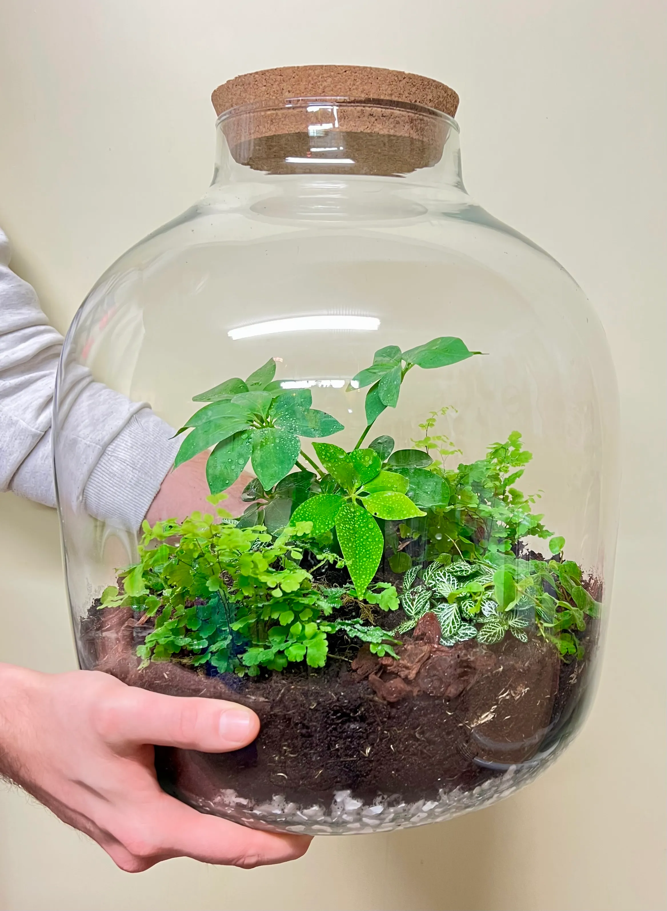 Terrarium XXL met vetplantjes